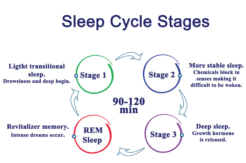 睡眠のステージは個別の役割を持つ