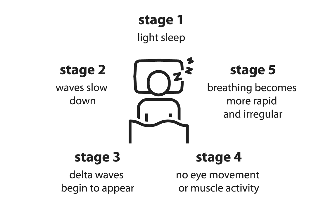    睡眠ステージの基本的な構造